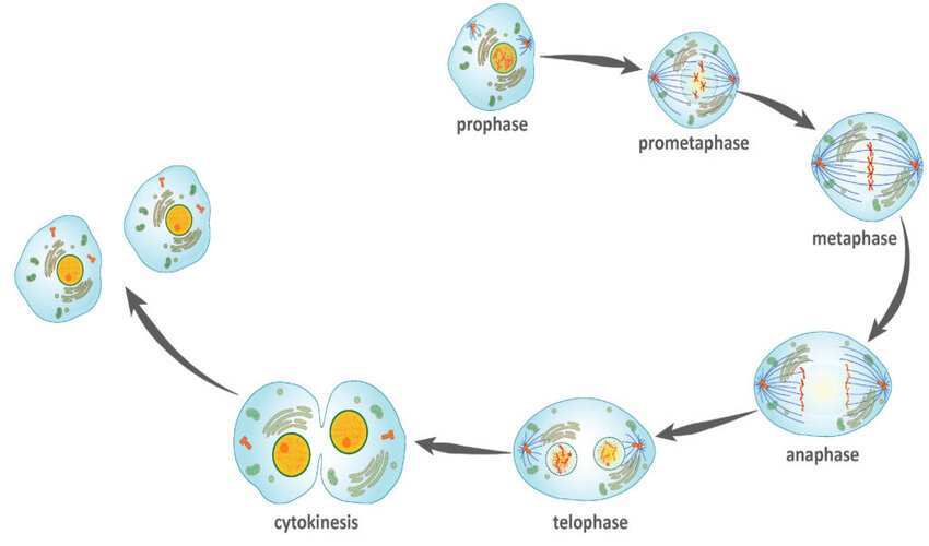 Different Stages of Mitosis